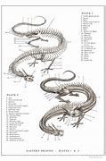 Image result for Eastern Dragon Anatomy