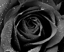 Image result for Black Rose Desktop