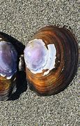 Image result for Mahogany Clams
