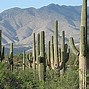 Image result for Desert Cactus Names