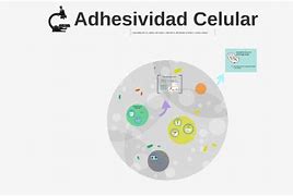 Image result for adhesivudad