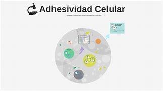 Image result for adhesicidad