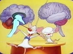 Image result for Pinky and the Brain Yes