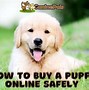 Image result for Put Puppy Pictures