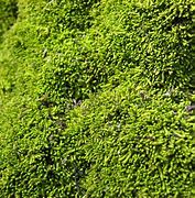 Image result for Moss Ground Covering