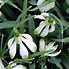 Image result for Galanthus Wifi Flight of Hearts