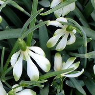 Image result for Galanthus Wifi Schacoche