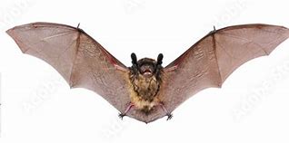 Image result for Little Brown Bat Flying