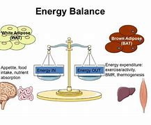 Image result for Energy Balance Brain
