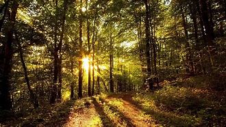 Image result for In the Woods Wallpaper