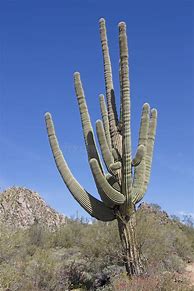 Image result for Saguaro Cactus Nevada