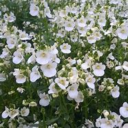 Image result for DIASCIA WHITE