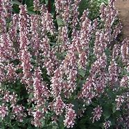 Image result for Nepeta grandiflora Dawn to Dusk