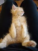 Image result for Cute Animals Chillin