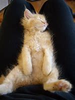 Image result for Cute Chillin