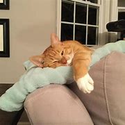 Image result for Cat Nap Cling