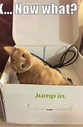 Image result for Live-Action Cats Memes