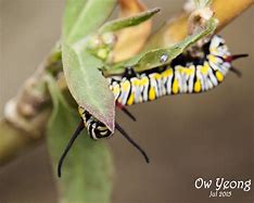 Image result for Caterpillar HMM