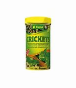Image result for Crickets Luxus Live
