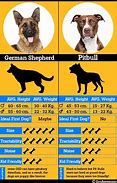 Image result for Different Pit Bulls