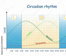 Image result for Melatonin and Circadian Rhythm