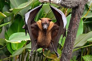 Image result for Flying Foxes Bats