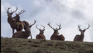 Image result for Exmoor Red Deer