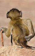 Image result for Funny Animals in Nature