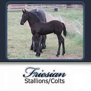 Image result for Appaloosa Friesian Sport Horse
