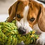 Image result for Dog Rope Toy
