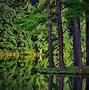Image result for Beautiful Nature Scenes Woods