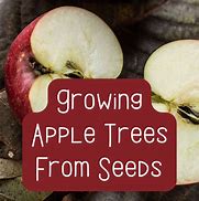 Image result for Organic Apple Tree Seeds