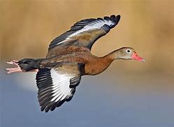 Image result for Brass Duck In-Flight Pin