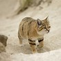 Image result for Sand Cat Habitat