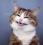 Image result for Cat Smiling with Teeth Meme