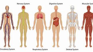 Image result for Body Process