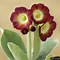 Image result for Primula auricula hybride