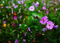 Image result for Arizona Wildflowers