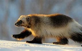 Image result for Michigan State Animal