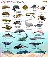 Image result for Marine Habitat List