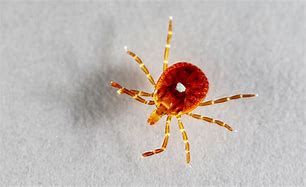 Image result for What a Tick Looks Like