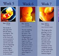 Image result for Baby Development by Month
