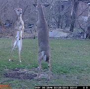 Image result for Funny Game Camera