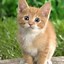 Image result for Cute Cat Wallpaper for Phone