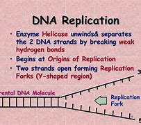 Image result for DNA Replication Okazaki Fragments