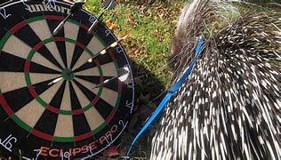 Image result for Porcupine Shooting Quills