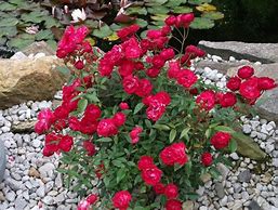 Image result for Rosa (P) Rote The Fairy