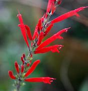 Image result for Salvia elegans Scarlet Pineapple