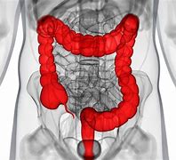 Image result for Large Intestine Facts