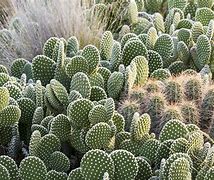 Image result for Round Cactus Plant